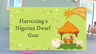Harvesting a Nigerian Dwarf Goat