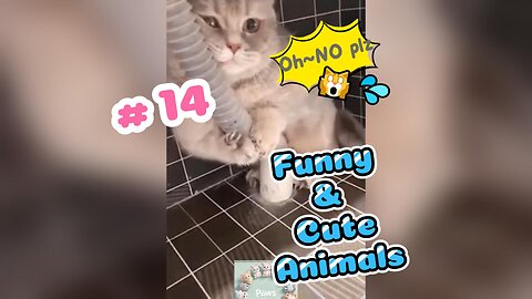 Funny Animals 😹 make U laugh 🤣🤣🤣 sooooo HARD!!! #14