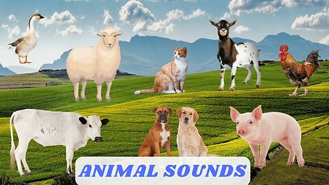Cute Animal Sounds around us: Cow, Goat, Leopard, Chicken, Dog Animal Moments By Raccoon Noises