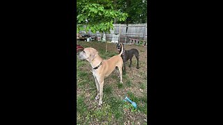 Great Danes getting goofy