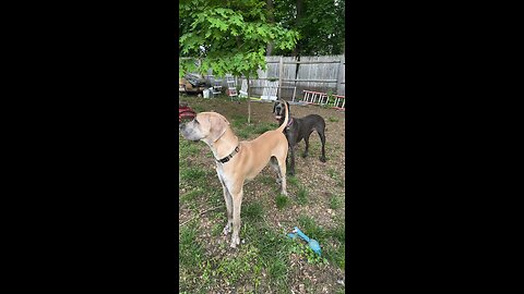 Great Danes getting goofy