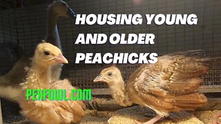 Housing Young And Older Peachicks, Peacock Minute, peafowl.com