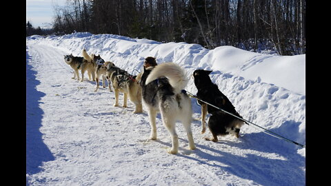 Husky Dog Sledding & Mushing Experience in Fairbanks, Alaska in March