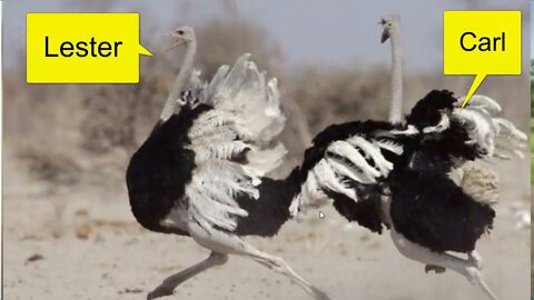 Ostrich Vs Man - When Birds Attack - Lester & Carl Had A Disagreement - Who Won?