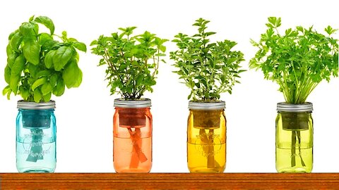 9 Herbs You Can Grow In Water Over And Over Again For Endless Supply