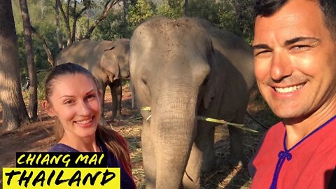 Thailand's Best Elephants Sanctuary near Chiang Mai | Thailand Travel Video Vlog