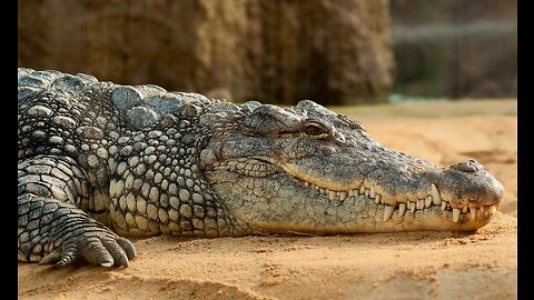 Crocodile Island: The Land Of Killer Crocs And More