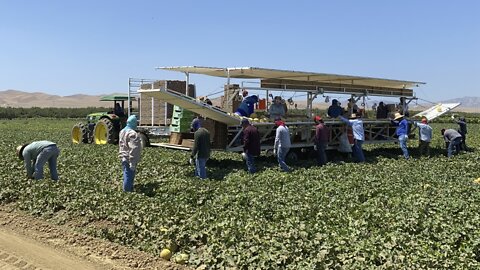 California Heat Threatens Agriculture With 8th Day Of Triple Digits