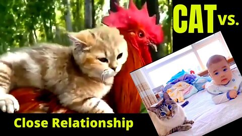 Cute cat in playing mood | cats video