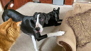 Funny Great Dane & Cat Argue About Their Favorite Chair