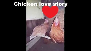 Chicken love story