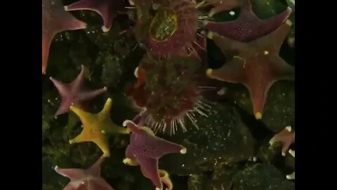 Species of Sea star thriving on algae covered Sea floor