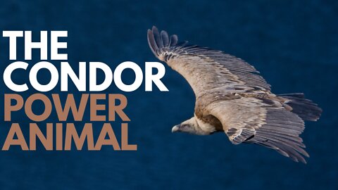 The Condor Power Animal