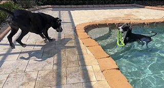 Happy Great Danes Girls Just Want To Have Pool Playtime & Swimming Fun