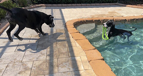 Happy Great Danes Girls Just Want To Have Pool Playtime & Swimming Fun