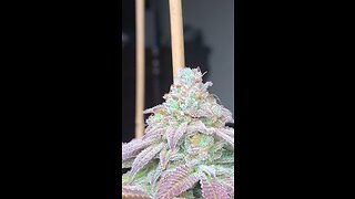 Blueberry BigStuff and Blue Raspberry Oreoz by copycatgenetixx.com