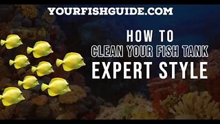 Cleaning Your Fish Tank Gravel Hasn't Been So EASY: Find Out How Easy