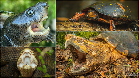 AMAZING Herping Week! Alligator snapper, Spotted Turtles, Indigo!!!
