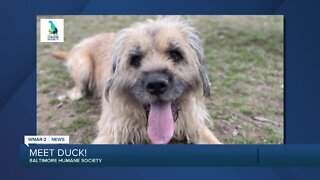 Duck the dog is up for adoption at the Baltimore Humane Society