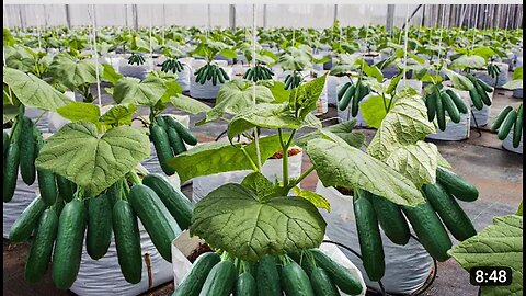 How To Grow 69 Millions Of Cucumbers In Greenhouse And Harvest - Modern Agriculture Technology