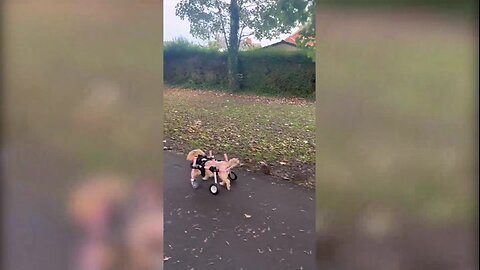 Dog Learns to Walk Again After Spinal Stroke