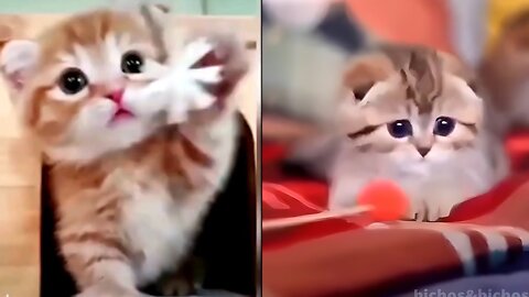 THE CUTEST AND FUNNIEST CATS VIDEO COMPILATION OF ADORABLE CATS