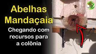 Abelhas Mandaçaia Mqq retornando com pólen, néctar das flores e resinas