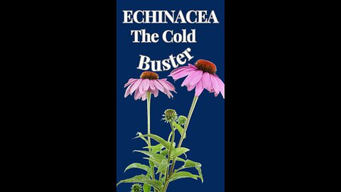 Echinacea - The Cold Buster