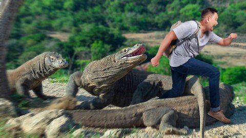 How to Survive a Komodo Dragon (Survival Stories)