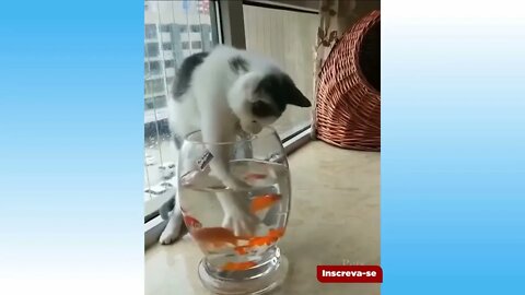 ANIMAIS ENGRAÇADO! gato engraçado quer comer peixe do aquário🐱 👓😁😁 CAO E GATO FOFO #shorts