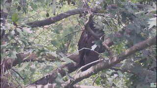 Hays Eagles Juvenile H13 visits the nest 6 25 21 13:16