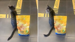Obedient Cat Perfectly Follows Social Distancing Rules