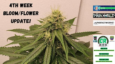 Prairie State Genetix Murder She Wrote Pack Medical Cannabis 4th week flower/bloom update video!!