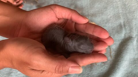 New born bunnies