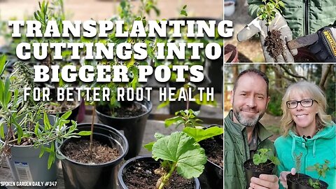 🌿 When to Transplant Rooted Cuttings + Giveaway Announcement (Yay!) - SGD 347 🌿