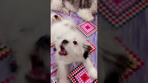 "Puppy's Funny Reactions to Hand Playtime!"