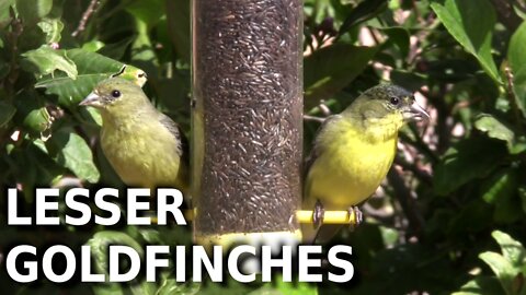 Lesser Goldfinches at tube feeder