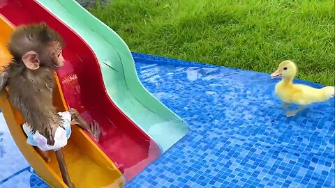 Baby monkey Bon Bon playing with So cute duckling roll down a slide full of koi fish, funny animal