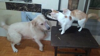 Cats attack and beat big dog because they are angry