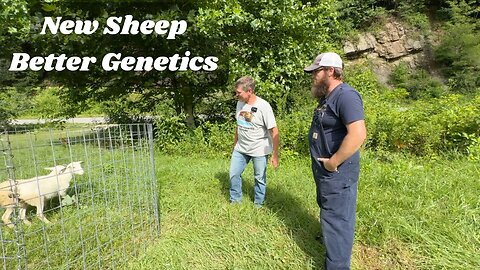 Integrating Greg Judy’s Sheep Into Our Flock