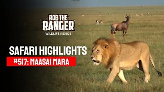 Safari Highlights #517: 08 & 09 March 2019 | Maasai Mara/Zebra Plains | Latest Wildlife Sightings