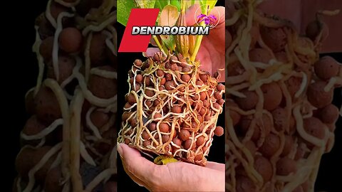 🤷🏼‍♀️ DOUBTS?🤔 ROOT Growth! Grow Orchids in Semi Hyrdroponics! #ninjaorchids #semihydro #shorts