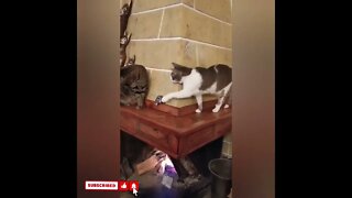 cute cat videos 😹 funny videos 😂1794