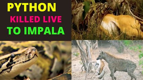 Wild Animals: Python Hunting Impala!@Latest Sightings