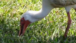 American White Ibis (Wading Bird) Hunting for Lunch (Earth Friend Playlist)