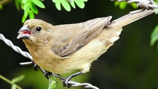 Fêmea do Papa Capim chamando e pedindo gala para esquentar o macho 🔥🐦