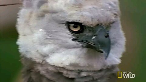 Harpy Eagle, the Apex Predator