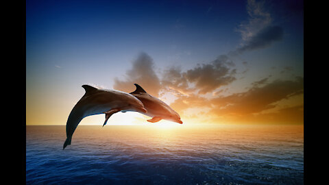 Música relajante con ballenas y delfines