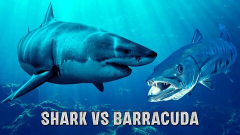 Shark vs. Barracuda | BARRACUDA ATACA TUBARÃO | BARRACUDA ATTACKS SHARK. #shorts #shark #attack
