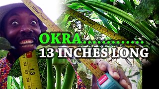 OKRA.....grow 13 inches long | on the organic farm